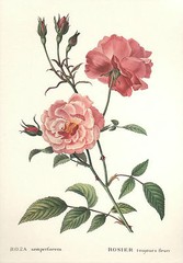 *Vintage* CHINA ROSE Botanical Flower Print ROSA SEMPERFLORENS Florence ITALY