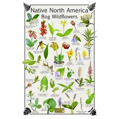 Native North America Bog Wildflowers Flower Identification Poster / Bog Poster