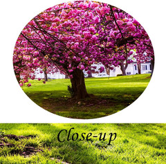 4 Piece Canvas Wall Art Spring Summer Autumn Winter Four Seasons Landscape Color