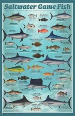 Saltwater Game Fish Mini Poster 11″ x 17″ (Species Identification Detail Chart)