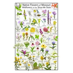 Native Wildflowers of Missouri – Wildflowers of the Show-me State Flower Poster