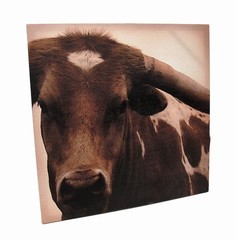 Scratch & Dent Brown And White Longhorn Printed Canvas Wall Hanging