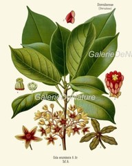 Herbs and Spices Print Set Botanical Wall Art of 9 Prints Beautiful Unframed