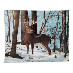 1990 Wildlife Whitetail Buck in Snow Forest Photo Art Poster 16×20 Cardstock