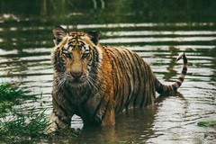 Tiger Denmark zoo Photo Picture Poster Print Wild Cat wildlife Nature Kitty