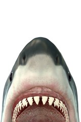 Great White Shark Jaws Attack Illustration Poster 12×18