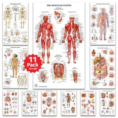 11 Human Anatomy Posters Medical Posters, Skeletal, Male Female Muscular, Ci…