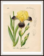 Yellow & Purple Iris 1871 Botanical Illustration Giclee Print, 4″ x 6″-16″ x 20″