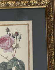 Wall Hanging Rose Print Matted Gold Frame 10×12 Glass Front New Display Unit