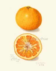Orange Citrus Fruit Botanical Wall Art Set of 9 Prints Kitchen Dining Unframed