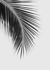 Nordic Black and White Leaf Poster with white Border- No frame included
