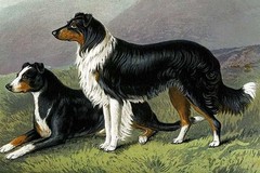 Sheep Dogs Vero Shaw Poster Print