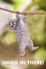 Hang In There! Cat Retro Motivational Poster 12×18