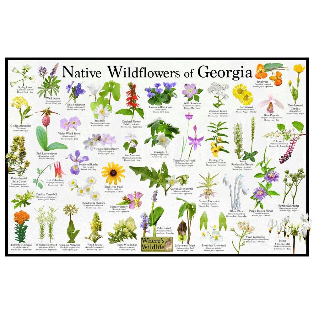 Native Wildflowers of Georgia Flower Identification Poster | Flower ID Guide