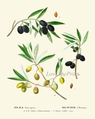 Olive Botanical Wall Art Set of 6 Prints Beautiful Antique Vintage Unframed