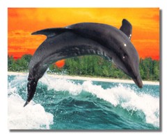 Dolphin Jumping Out of Water behind Boat Wall Picture 8×10 Art Print
