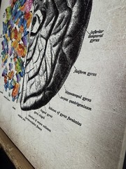 Brain Art Butterfly Anatomy Canvas Wall Art Human Canvas Print 15 X 11.5 Inch