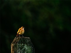 Robin Standing Wood 5mm thick Plastic Poster Ready to Hang 60x45cm