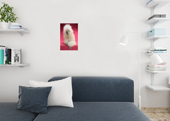Fluffy White Standard Poodle Photo Art Print Poster 12×18