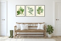 Kitchen Dining Room Wall Art Spices Herbs Bay Leaf Olive Laurel Print Unframed
