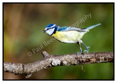 Blue Tit The Blue Torpedo | Wildlife Photography | Digital Download Printable Wa