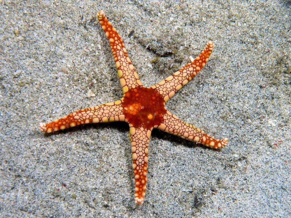 STARFISH GLOSSY POSTER PICTURE PHOTO PRINT sea five arms marine cool 4898