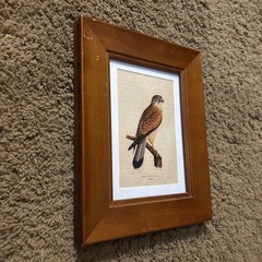 Walnut Wood 4×6 Picture Frame Bird Falcon Print Decorative Trends Tabletop