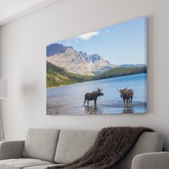 Moose in Montana Mountains Lakes Canvas Wall Art Print