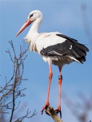 RINGED WHITE STORK BIRD GLOSSY POSTER PICTURE PHOTO BANNER PRINT 9290