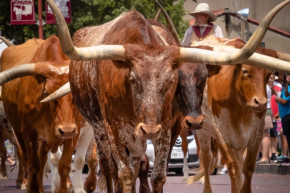 Wild West Texas Longhorns POSTER 24 X 18 Inches Nice Wall Art