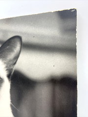 Vintage Siamese Cat B&W Photograph on Board Wall Art 8″ x 13.5″