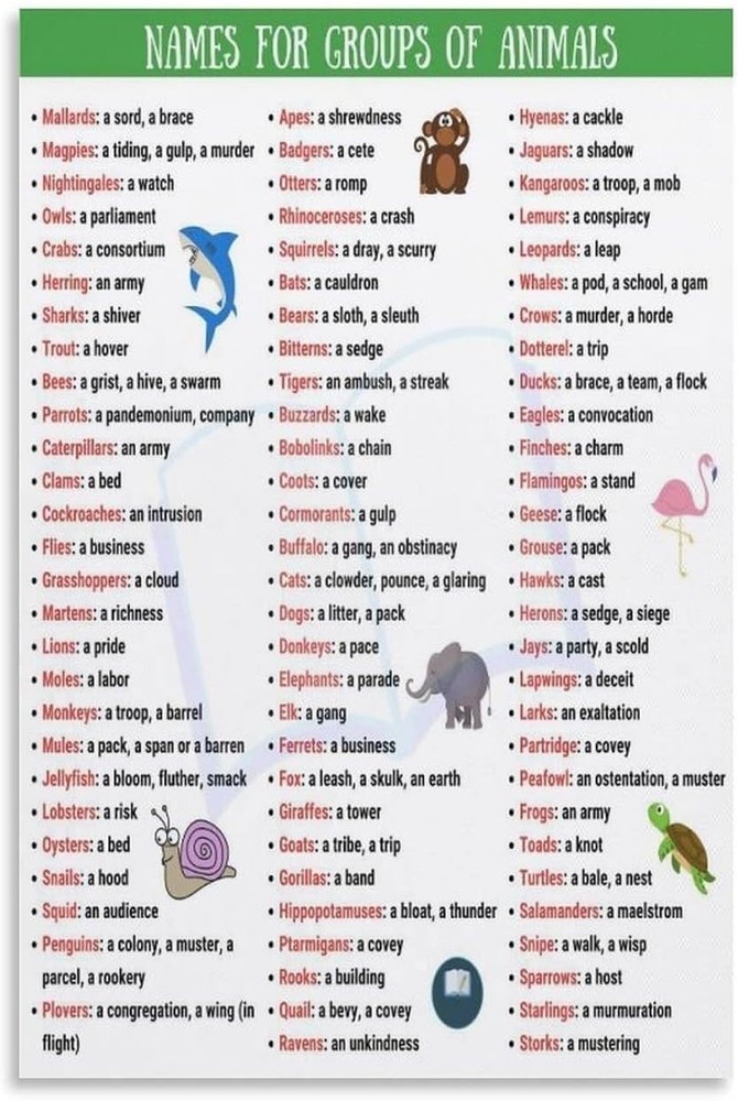 Names for Groups of Animals Poster Educational Classroom Wall Art