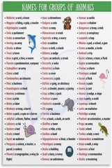 Names for Groups of Animals Poster Educational Classroom Wall Art