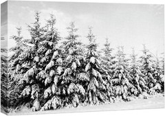 32″x48″ – Canvas Print Wall Art – Winter Snow Covered Forest Art Decor