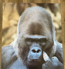 Silverback Gorilla Middle Finger Vintage Poster 23 x 35 Retro Style 80’s