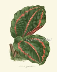 Leaf Botanical Prints Wall Art Set of 2 Beautiful Antique Vintage Unframed