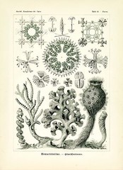 Ernst Haeckel Sea Sponges 1904 Haeckel Sea Sponges Art Drawing 4 x 6″ – 16 x 20″