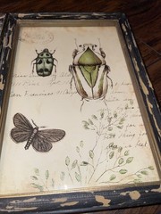 Nature Botanical Rustic Framed Prints Set Of 3 WallArt DragonflyButterflyInsects