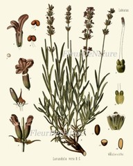 Herbs Spices Prints Wall Art Set 6 Beautiful Botanical Kitchen Dining Unframed