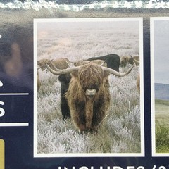 Highland Cow Art Prints Set Of 3 (No Frames) 8×10 Color Farmhouse Creative Bunch