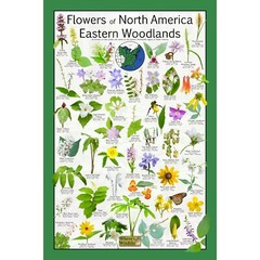 Native Wildflowers of Eastern Woodlands / Native Flower Identification Poster