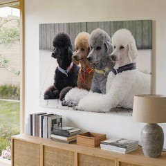 Four Poodles Black Brown Gray White Dog Canvas Wall Art Print Home Decor