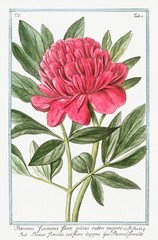 13741.Decor Poster.Room floral design.Garden plant.Botanical art.Peony Flower