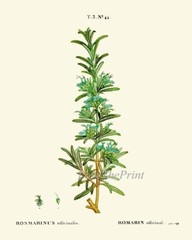 Herbs Spices Kitchen Wall Art Set of 9 Prints Beautiful Botanical Thime Unframed