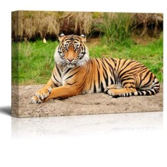 A Royal Bengal Tiger in the Wild – Canvas Art Wall Decor – 32″ x 48″