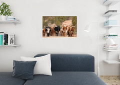 Herd of Texas Longhorn cattle in southern Utah mountains Poster 24×36 inch