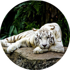 White Tiger Laying Down Image, Acrylic Print, Animal Wall Art Home Decor