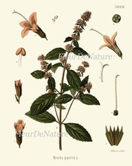 Herbs Spices Prints Wall Art Set 6 Beautiful Botanical Kitchen Dining Unframed
