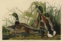 Mallard Duck, John James Audubon, Wall Decor Art Print Poster 11″ x 14″ 40472