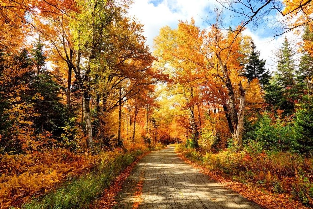 Fall Foliage Autumn Road New Hampshire Colorful Tree Photo Wall Art Poster 24×16
